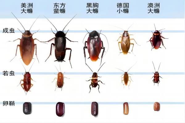 常见蟑螂的种类—无锡除蟑螂公司