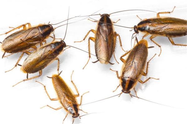 家里有蟑螂怎么办？灭蟑螂公司为您解答！