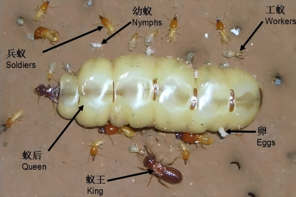 乳白蚁的生活习性及危害