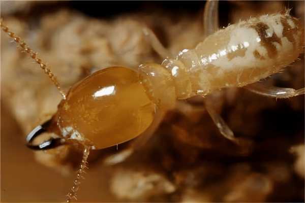 防治药物对白蚁的杀灭率如何评估