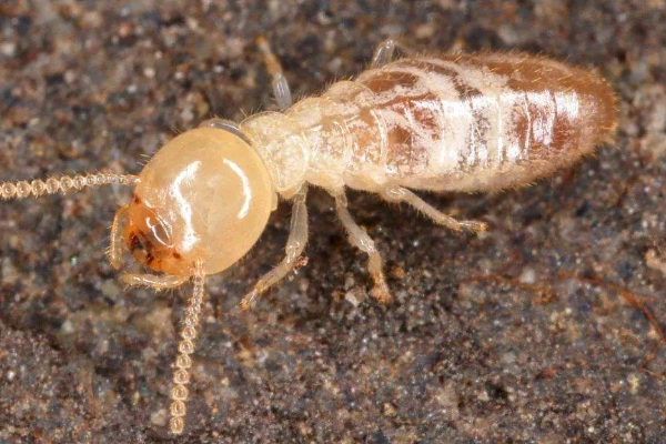 彻底消灭白蚁白蚁的方法是挖蚁巢吗