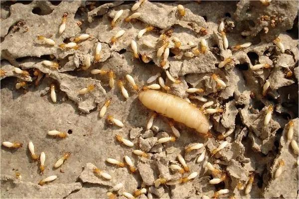 白蚁防治:家里的白蚁是从哪里来的？