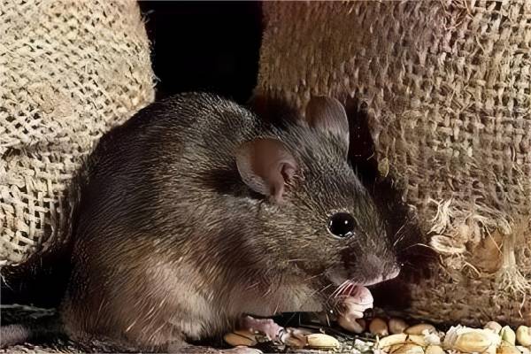 老鼠该怎么防治？无锡灭鼠公司提供专业的灭鼠方案