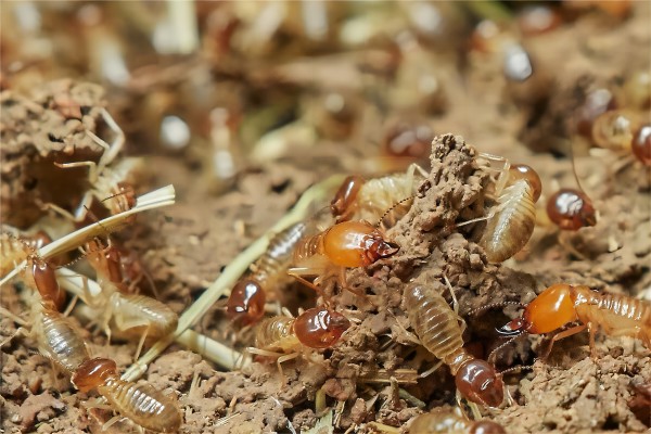 白蚁生态学:白蚁吃什么.jpg