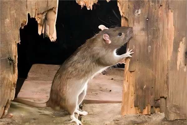 老鼠处理方法有哪些？