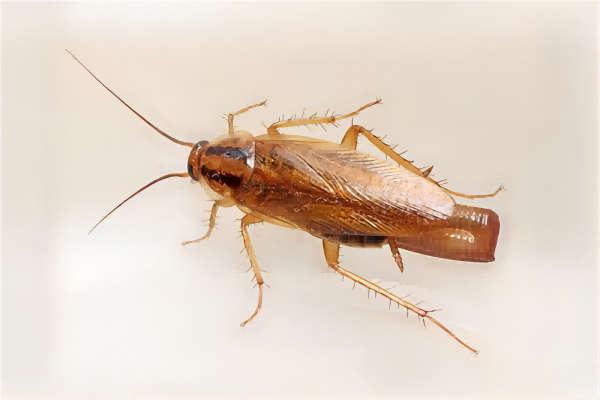 用84消毒液杀蟑螂，这种灭蟑螂方法是否可行？