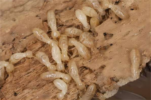 无锡灭白蚁公司分享家庭白蚁防治方案