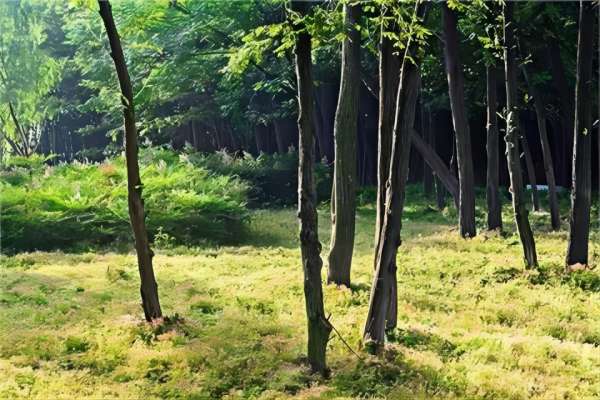 景区白蚁防治措施：园区树木预防思路