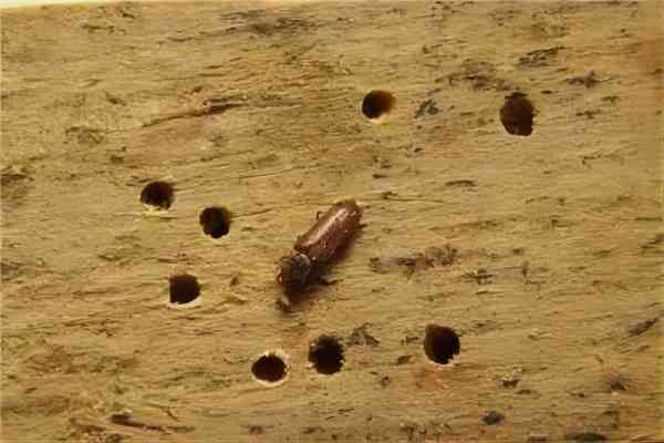 杀虫公司为您介绍木地板怎样防蛀虫
