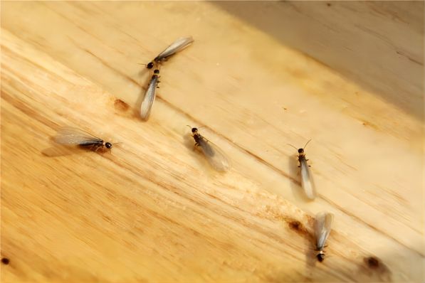 夏季白蚁防治误区：揭开“夏季不存在白蚁问题”