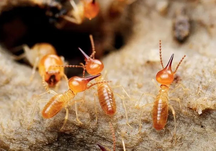 怎样预防白蚁再次入侵家中？
