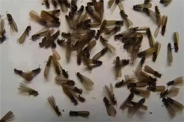 春季白蚁泛滥,社区应大力开展白蚁防治活动