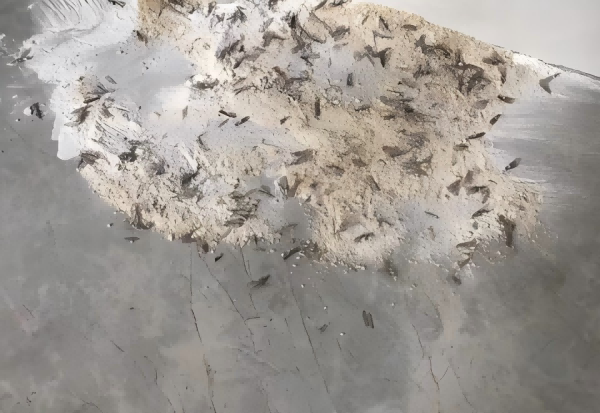 白蚁药