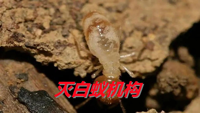 阁楼结构白蚁防治处理方法