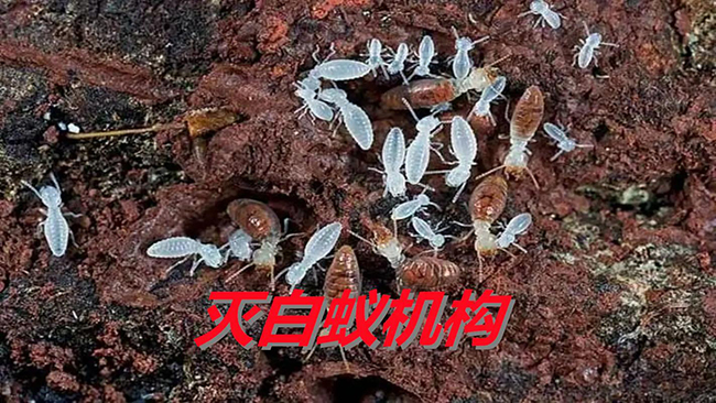 水电改造中的白蚁防治措施
