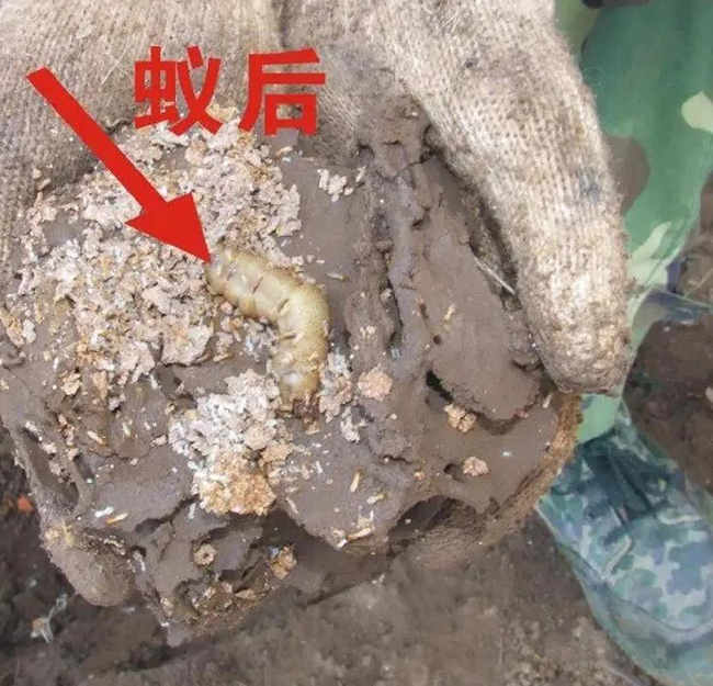 吊顶装修白蚁防治注意要点