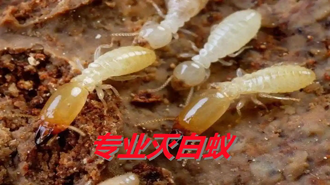 生态平衡与家庭白蚁防