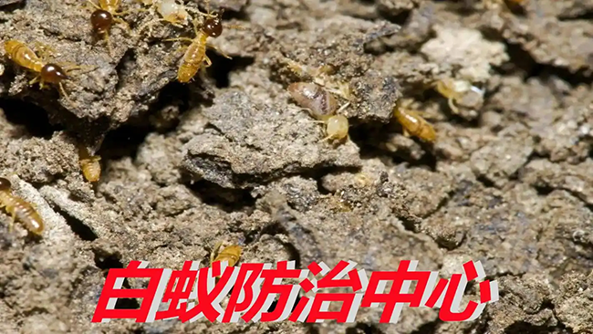 新建房屋地基白蚁预防处理