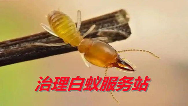 19.webp.png