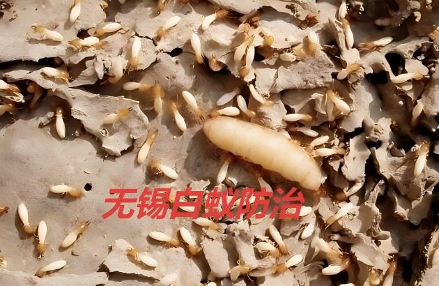 施工过程白蚁防治的监测要点解析