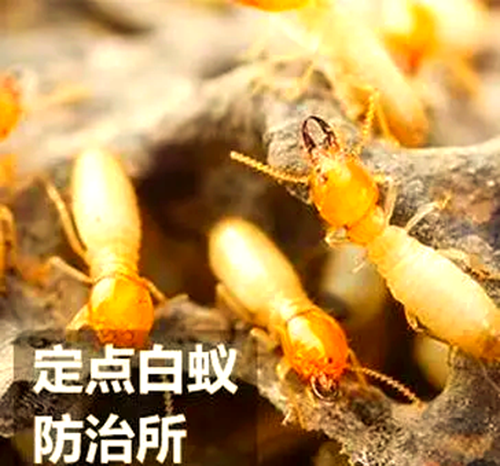 庭院白蚁防治的综合策略