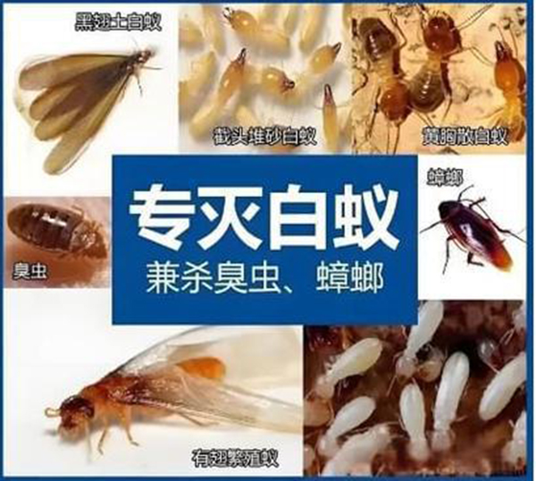 如何做好墙面装修白蚁防治的隐藏工程