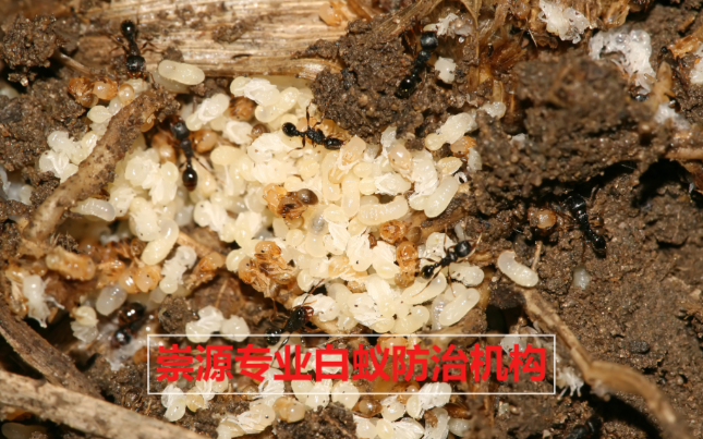 别墅排污管道白蚁防治措施