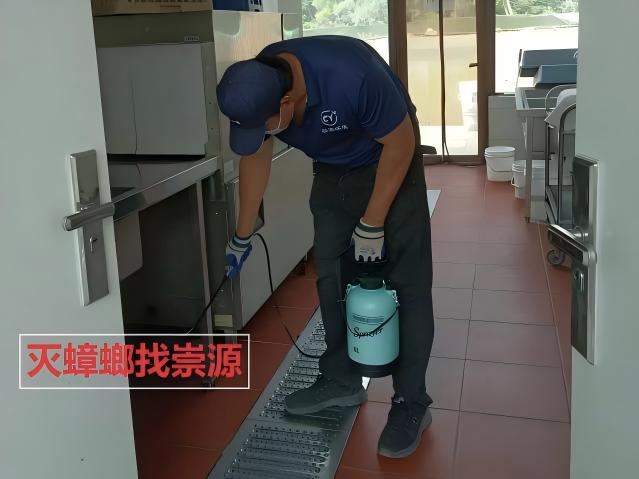 家里如何灭蟑螂，为何你总失败