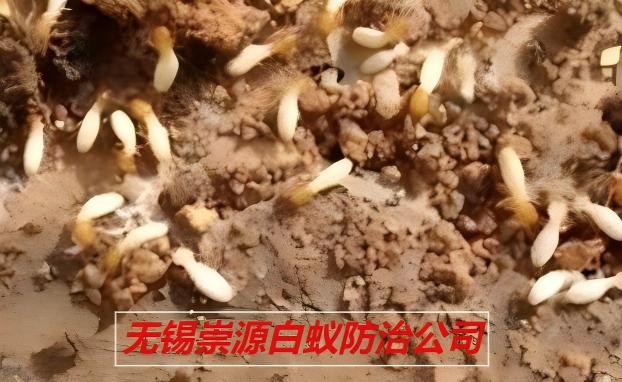 崇源支招：公寓楼白蚁防治的高效方法解析