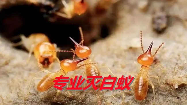 博物馆白蚁防治的专业方法