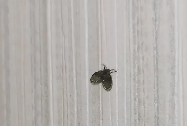 卫生间里的”小飞虫”原来是它！一文带您了解真相