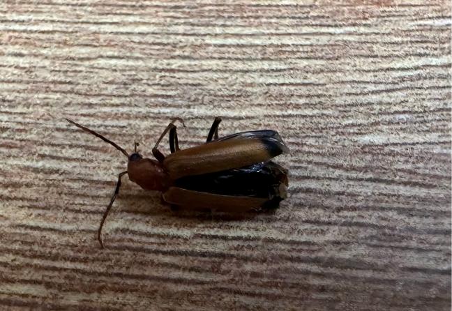 [list:title,无锡白蚁防治中心,无锡白蚁防治公司,无锡灭老鼠公司电话]