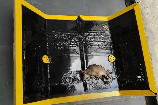 粘鼠板抓不到老鼠？或许你的灭鼠方法错了