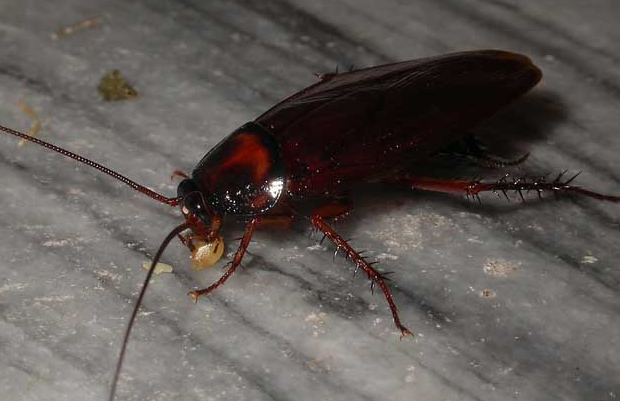 3天让蟑螂集体消失！这个灭治方法，有娃家庭必备