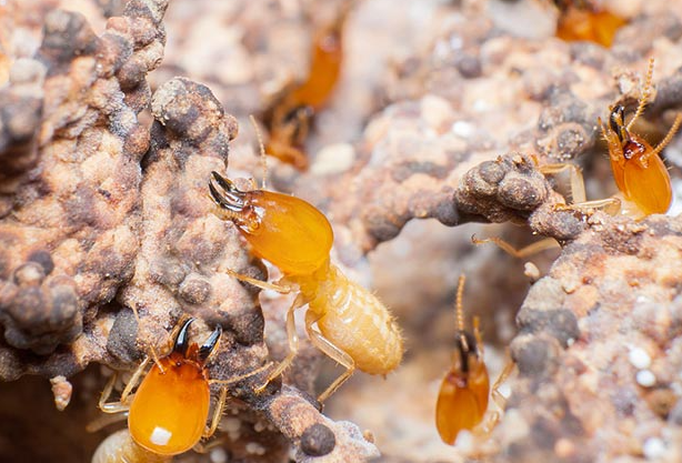 一次白蚁防治收费3000元？网友炸锅！内行回应