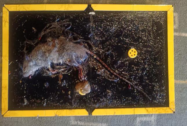 不用药也能轻松灭老鼠！这几招赶紧学起来！