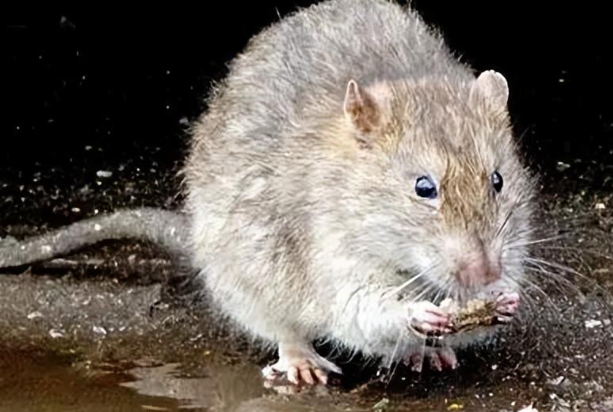 告别下水道老鼠!试试这几招,真的太绝了!