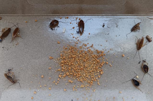 酒店厨房有蟑螂,怎么消灭最彻底?必看知识!