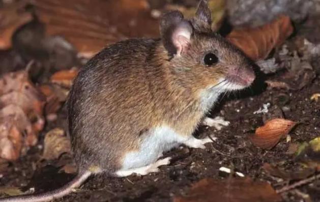 [list:title,无锡白蚁防治中心,无锡白蚁防治公司,无锡灭老鼠公司电话]