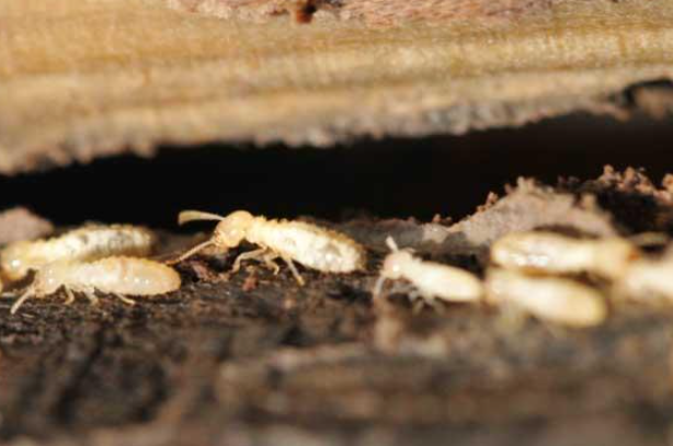 天冷别大意！冬季治白蚁，这几点要注意了！