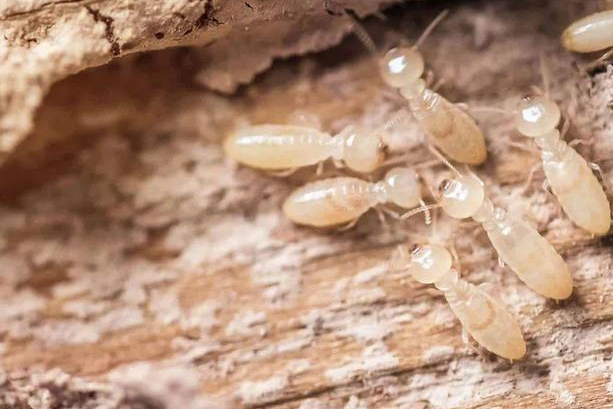 白蚁防治费用疑问一次性说清,建议收藏!