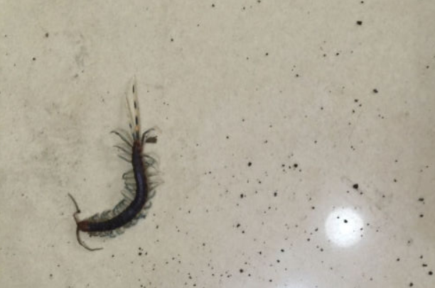 蜈蚣入室别乱踩！学学杀虫公司“驱灭双效”法