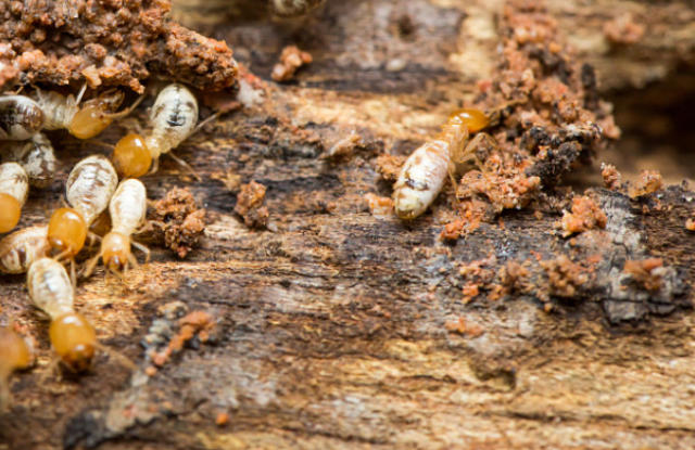 [list:title,无锡白蚁防治中心,无锡白蚁防治公司,无锡灭老鼠公司电话]