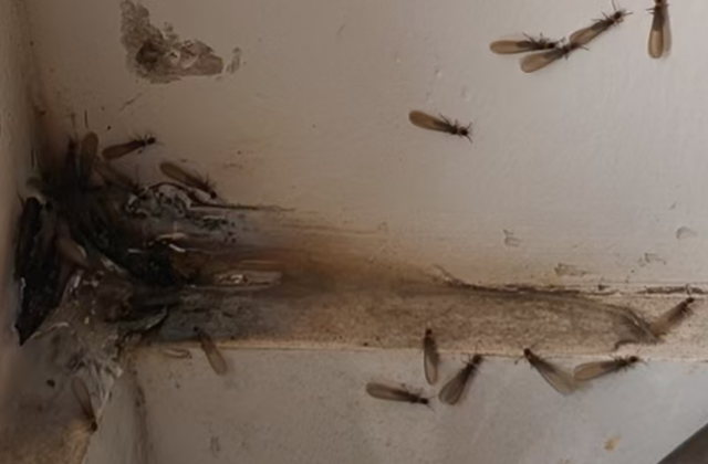 [list:title,无锡白蚁防治中心,无锡白蚁防治公司,无锡灭老鼠公司电话]