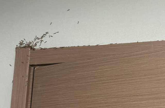 [list:title,无锡白蚁防治中心,无锡白蚁防治公司,无锡灭老鼠公司电话]