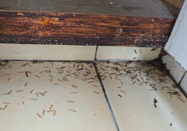 3小时紧急灭蚁！工厂白蚁防治全过程分享