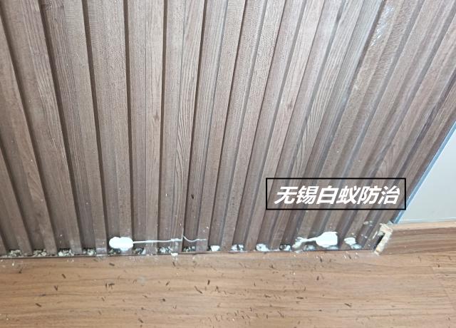 护墙板爬满飞蚁！九成原因都是装修忽视白蚁防治