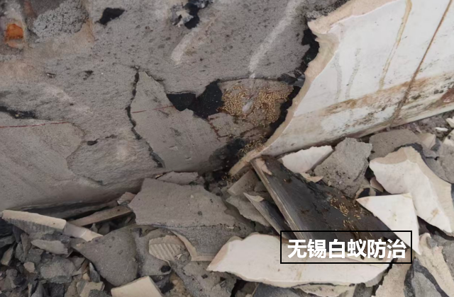 [list:title,无锡白蚁防治中心,无锡白蚁防治公司,无锡灭老鼠公司电话]