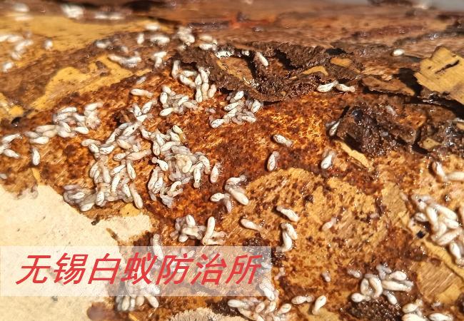 [list:title,无锡白蚁防治中心,无锡白蚁防治公司,无锡灭老鼠公司电话]