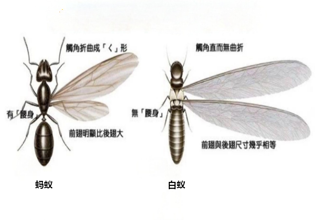 [list:title,无锡白蚁防治中心,无锡白蚁防治公司,无锡灭老鼠公司电话]